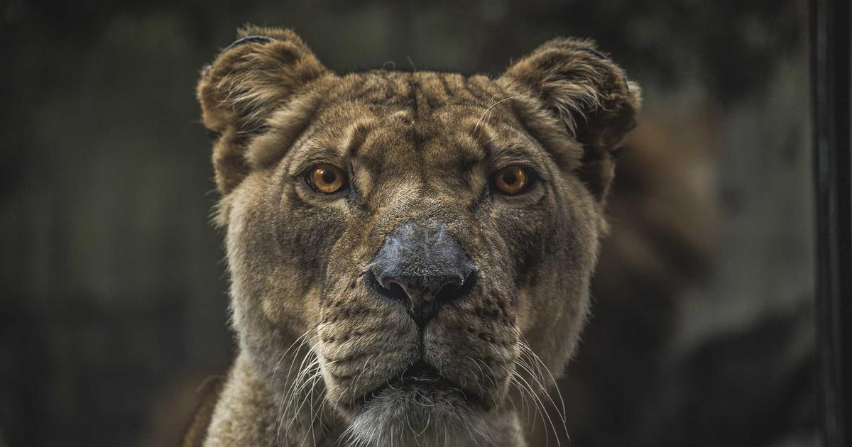 Come usare l’AI per generare post social per il network marketing in pochi secondi